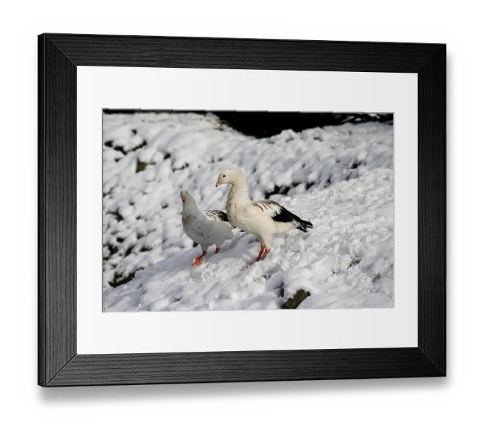 Framed Print : Andean Goose (chloephaga melanoptera)