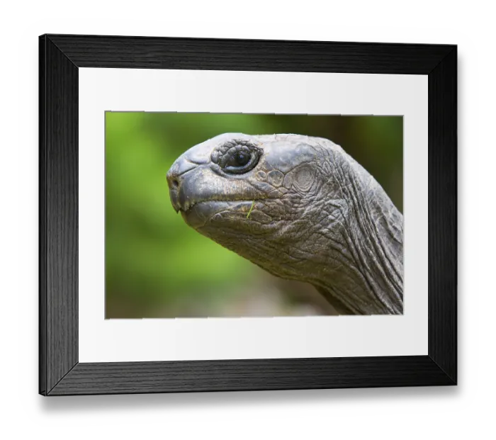 Framed Print : Aldabra Giant Tortoise (Aldabrachelys gigantea)