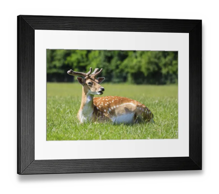 Framed Print : Young Fallow Deer (Dama dama), Lainz Game Reserve Framed Print : Young Fallow Deer (Dama dama), Lainz Game Reserve