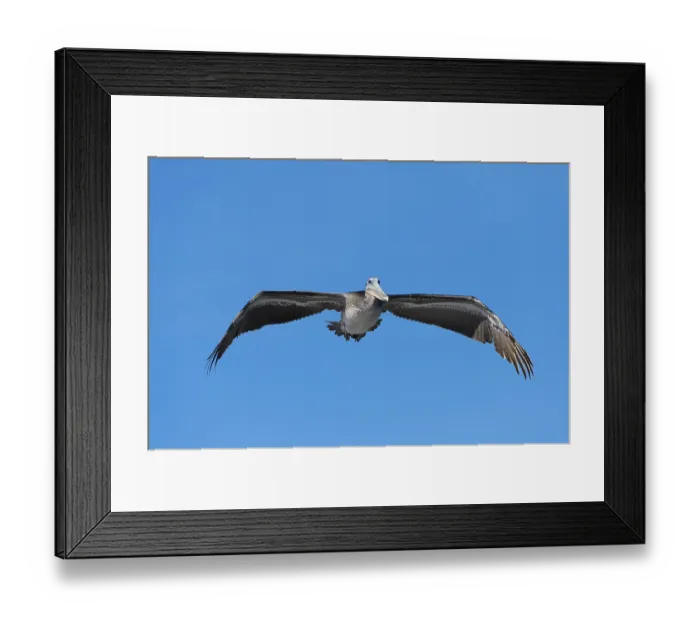 Framed Print : Brown Pelican (Pelecanus occidentalis) in flight