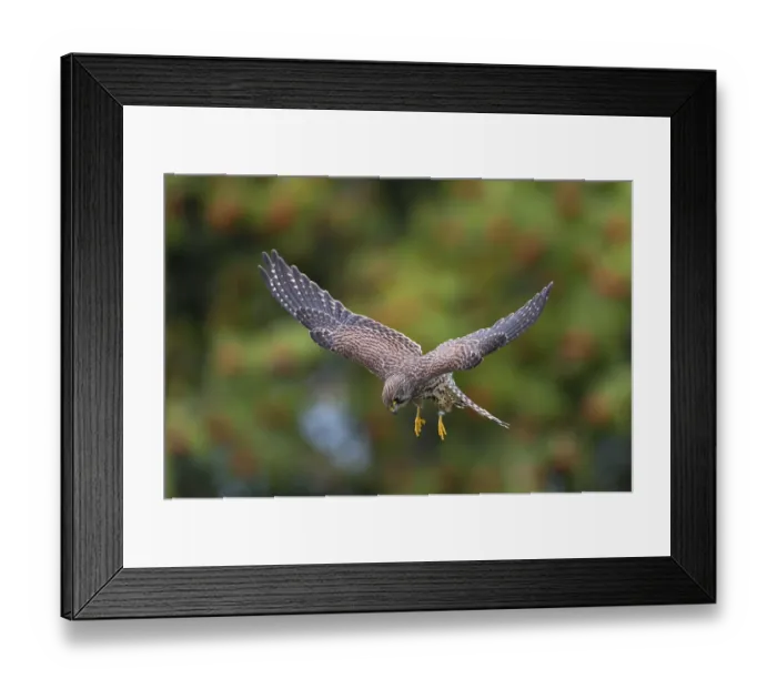 Framed Print : Common Kestrel (Falco tinnunculus)