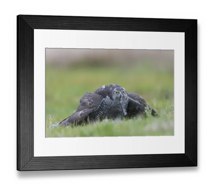 Framed Print : Northern Goshawk (Accipiter gentilis) with prey