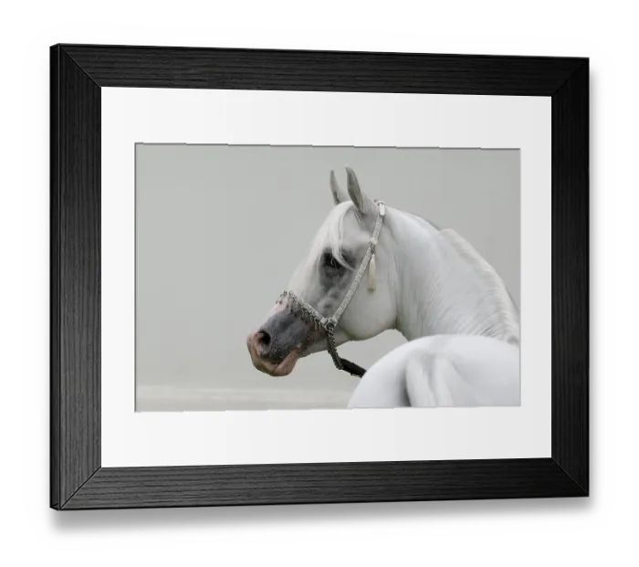 Framed Print : Arabian thoroughbred, stallion with halter, grey