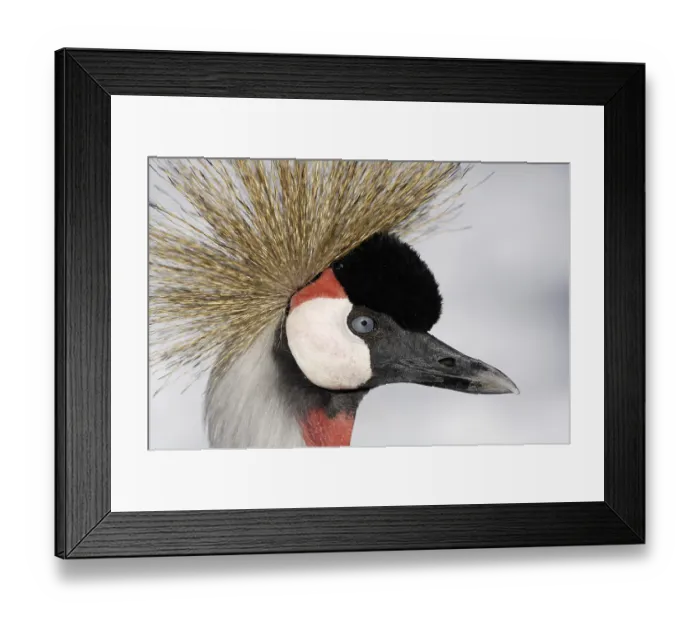 Framed Print : Portrait of a Grey Crowned Crane (Balearica regulorum) Framed Print : Portrait of a Grey Crowned Crane (Balearica regulorum)