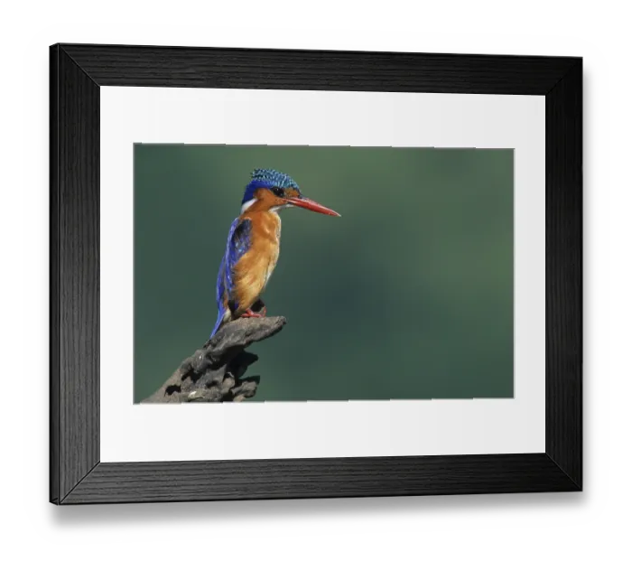 Framed Print : Malachite Kingfisher (Alcedo cristata) Framed Print : Malachite Kingfisher (Alcedo cristata)