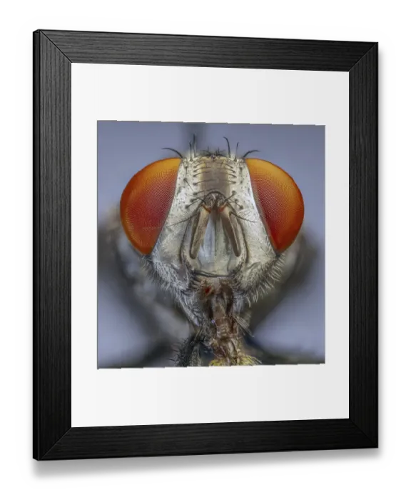 Framed Print : Flesh Fly (Sarcophaga spp.) Framed Print : Flesh Fly (Sarcophaga spp.)