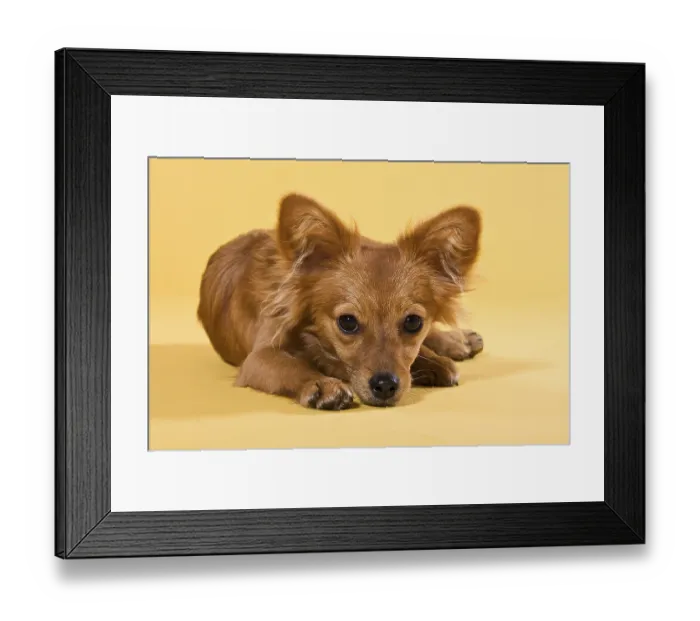 Framed Print : Half-breed dog, lying down Framed Print : Half-breed dog, lying down