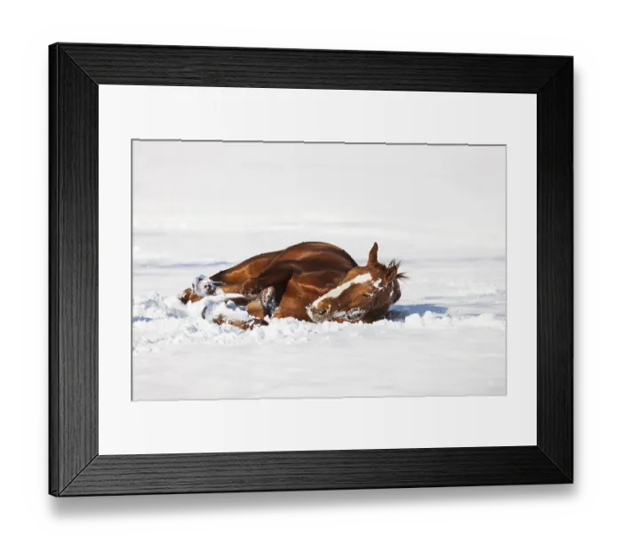 Framed Print : Hanoverian horse, Sorrel, brown