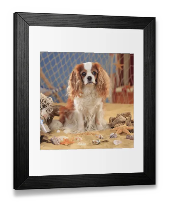 Framed Print : Cavalier King Charles Spaniel, bitch
