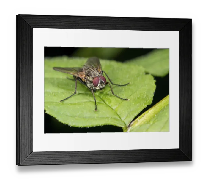 Framed Print : Muscid fly (Helina sp.), perched on a leaf Framed Print : Muscid fly (Helina sp.), perched on a leaf