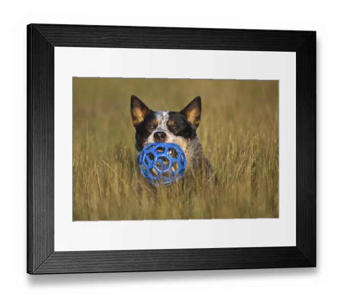 Framed Print : Australian Cattle Dog, toy in mouth