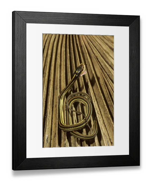 Framed Print : Gulf Coast Ribbon Snake (Thamnophis proximus orarius) Framed Print : Gulf Coast Ribbon Snake (Thamnophis proximus orarius)