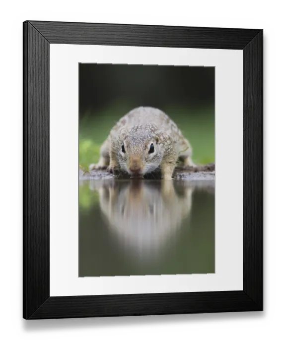 Framed Print : Mexican Ground Squirrel (Spermophilus mexicanus)