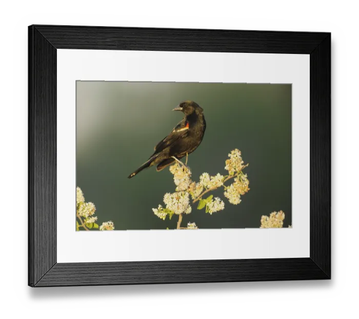 Framed Print : Red-winged Blackbird (Agelaius phoeniceus)