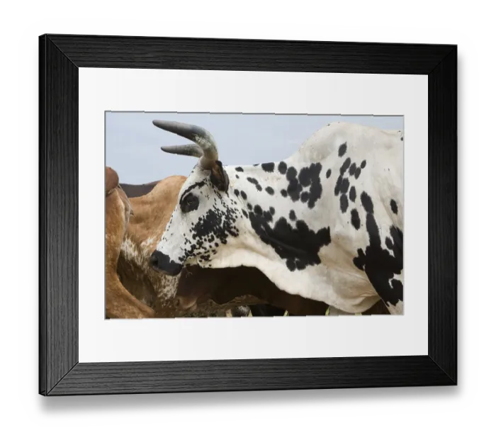 Framed Print : A herd of Watusi cattle walking on a road near Lake Albert Framed Print : A herd of Watusi cattle walking on a road near Lake Albert