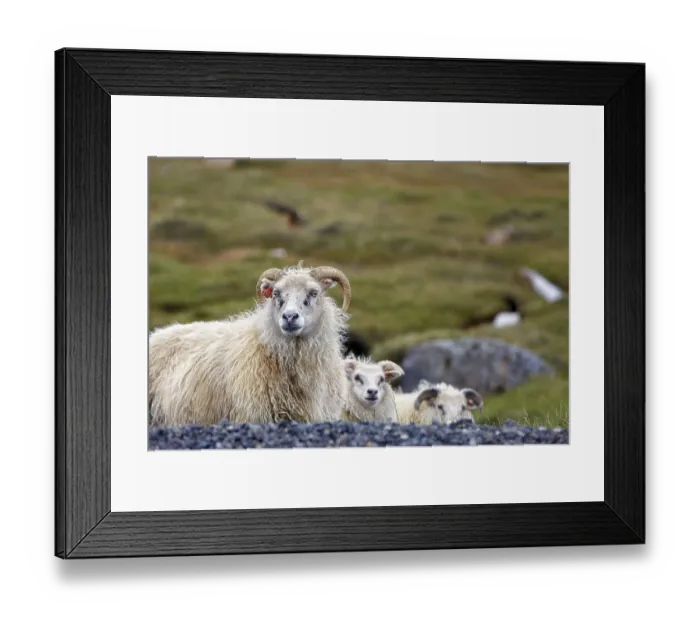Framed Print : Icelandic sheep (Ovis), Valpjofsstaoir
