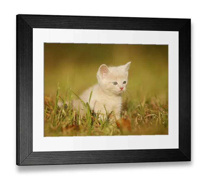 Framed Print : Domestic cat, kitten, 6 weeks, light red mackerel