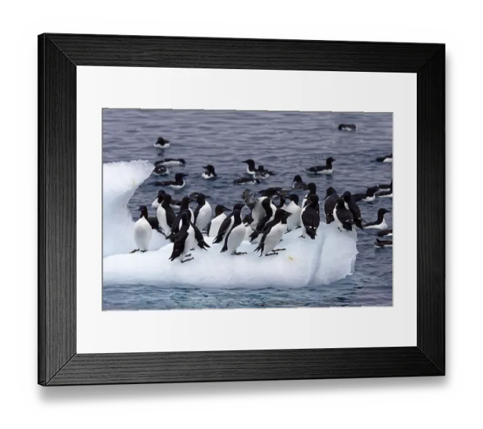 Framed Print : Thick-billed murre (Uria lomvia) or Brunnich's Guillemot on an iceberg