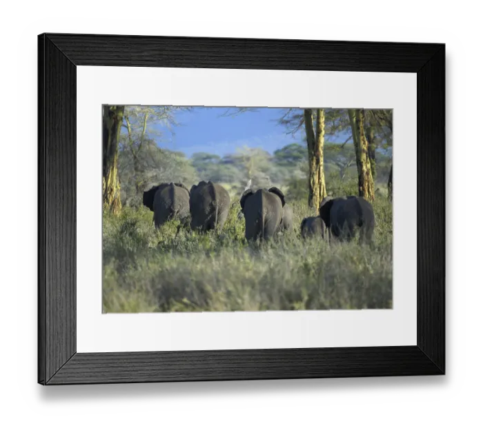 Framed Print : African Bush Elephant (Loxodonta africana)