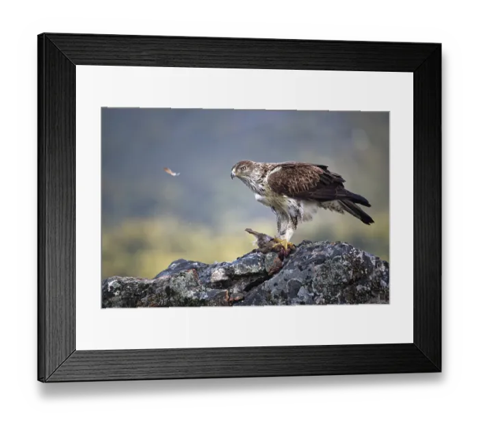 Framed Print : Bonelli's eagle (Aquila fasciata) Framed Print : Bonelli's eagle (Aquila fasciata)
