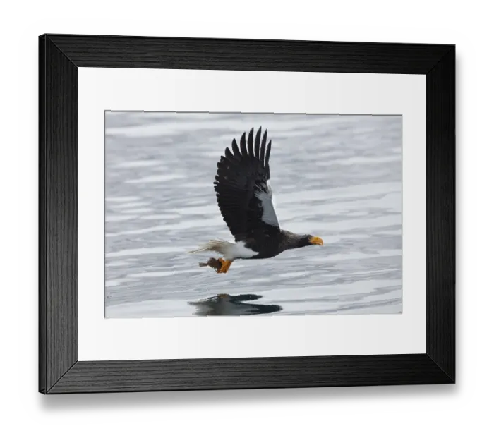Framed Print : Steller's sea eagle (Haliaeetus pelagicus) with captured fish flying over water near Rausu Framed Print : Steller's sea eagle (Haliaeetus pelagicus) with captured fish flying over water near Rausu