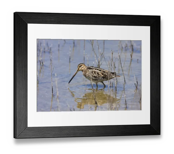 Framed Print : Common Snipe (Gallinago), Bird of the Year 2013 Framed Print : Common Snipe (Gallinago), Bird of the Year 2013