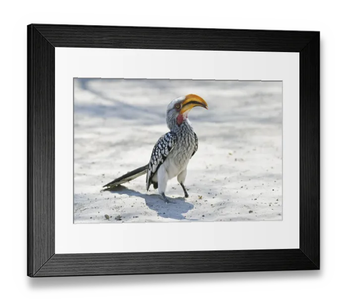 Framed Print : Yellow-billed Hornbill (Tockus flavirostris)