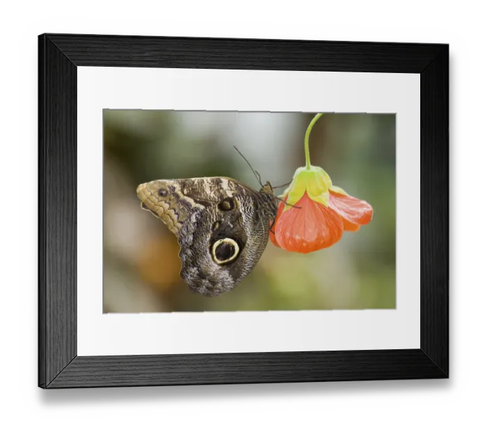 Framed Print : Owl Butterfly (Caligo eurilochus)
