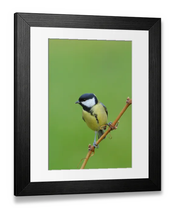 Framed Print : Great Tit (Parus major)