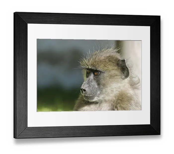 Framed Print : Yellow Baboon (Papio cynocephalus)