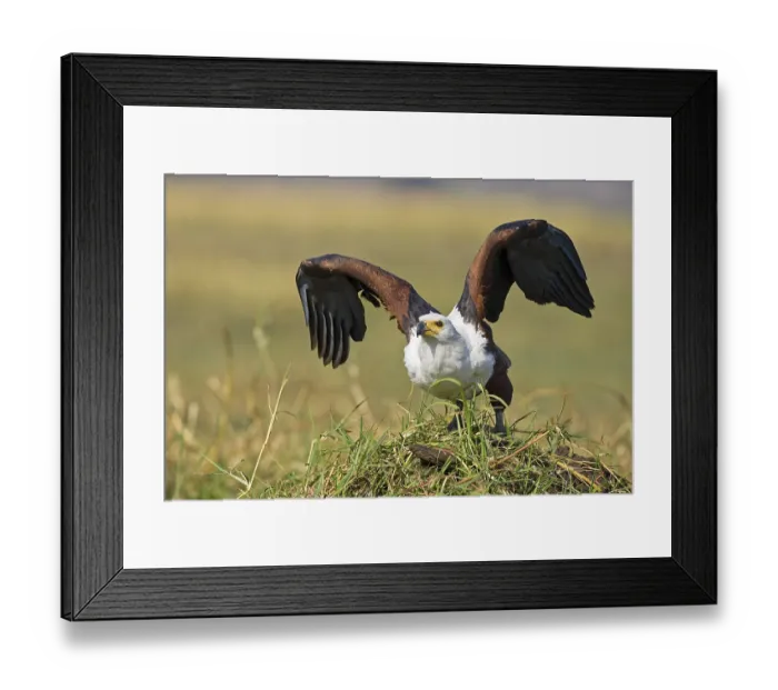 Framed Print : African Fish Eagle (Haliaeetus vocifer)