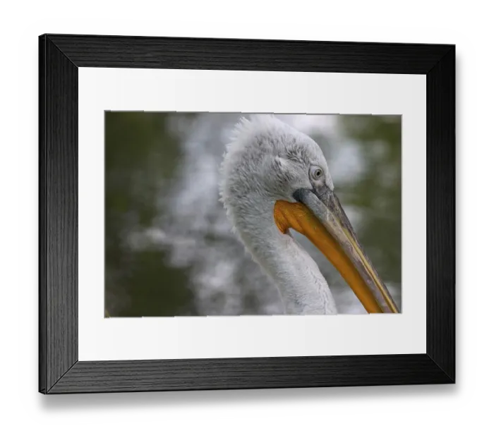 Framed Print : Dalmatian pelican Pelicanus crispus Zoo Schoenbrunn Vienna Austria Framed Print : Dalmatian pelican Pelicanus crispus Zoo Schoenbrunn Vienna Austria