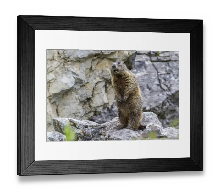 Framed Print : Alpine Marmot (Marmota marmota)