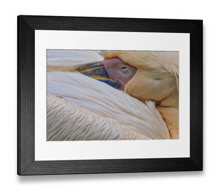 Framed Print : Pelican (Pelecanidae) sleeping, beak in plumage