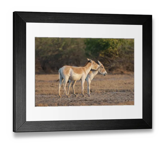 Framed Print : Onagers or Asiatic wild aasses (Equus hemionus)