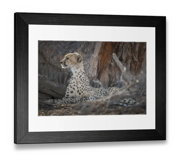 Framed Print : Cheetah (Acinonyx jubatus) resting in the shade of a tree