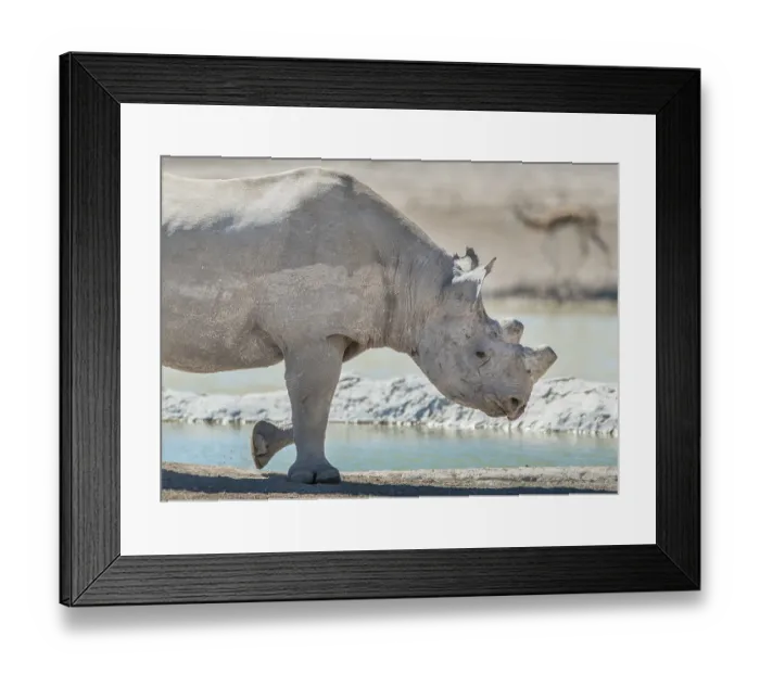 Framed Print : Black rhinoceros (Diceros bicornis)