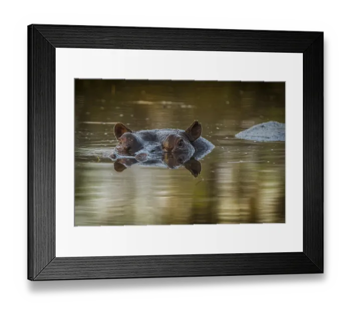 Framed Print : Hippo (Hippopotamus amphibius) Framed Print : Hippo (Hippopotamus amphibius)