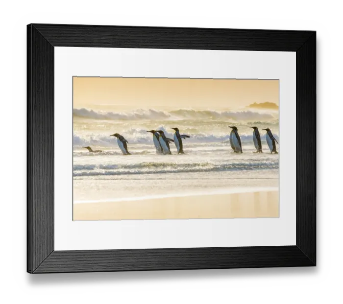 Framed Print : King penguins (Aptenodytes patagonicus)