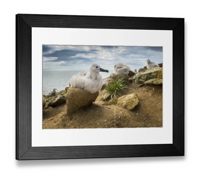 Framed Print : Black-browed Albatross (Thalassarche melanophris) chick on its nest