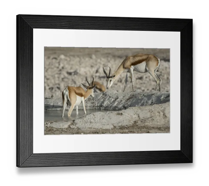 Framed Print : Springboks (Antidorcas marsupialis) Framed Print : Springboks (Antidorcas marsupialis)