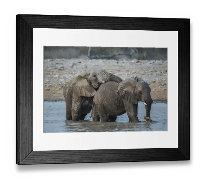 Framed Print : Two African elephants (Loxodonta africana) in a waterhole