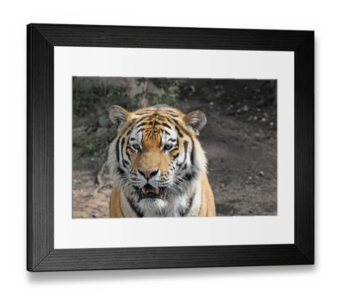 Framed Print : Siberian tiger (Panthera tigris altaica)