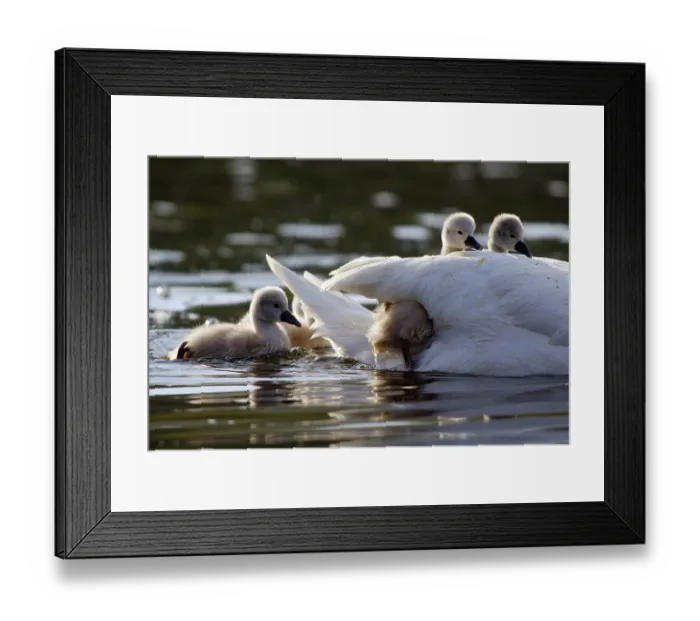 Framed Print : Mute swan (Cygnus olor) with young chicks