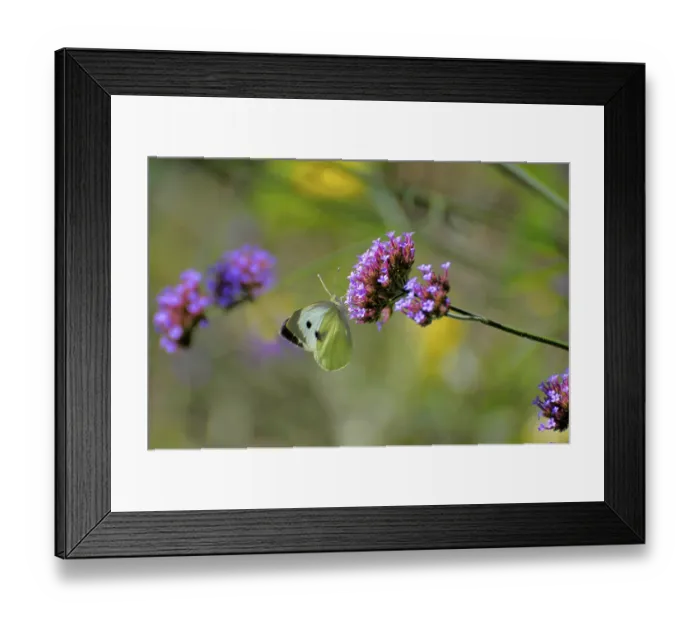 Framed Print : Butterfly on flower, cabbage white butterfly