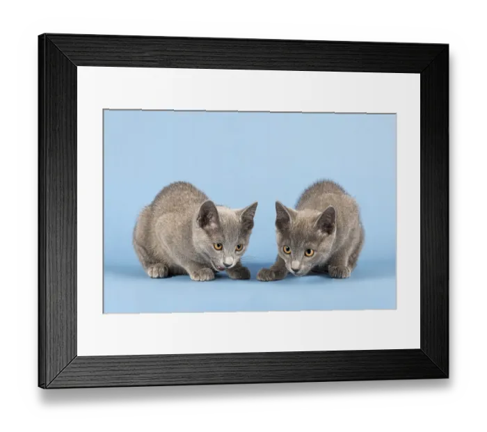 Framed Print : Two Russian Blue Kitten, 10 weeks