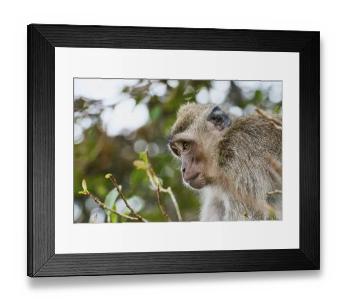 Framed Print : Crab-eating Macaque (Macaca fascicularis) in a tree Framed Print : Crab-eating Macaque (Macaca fascicularis) in a tree