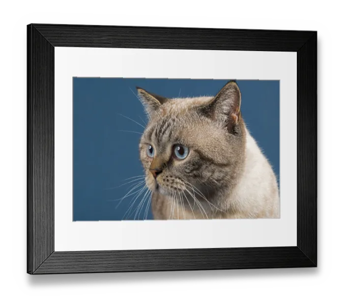 Framed Print : British shorthair cat (Felis catus)