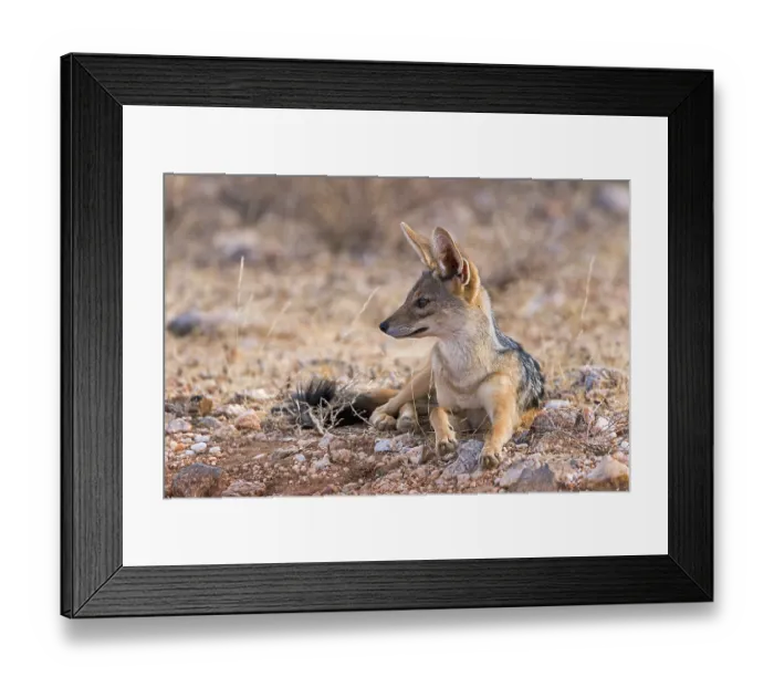 Framed Print : Black-backed jackal (Canis mesomelas) sitting attentively