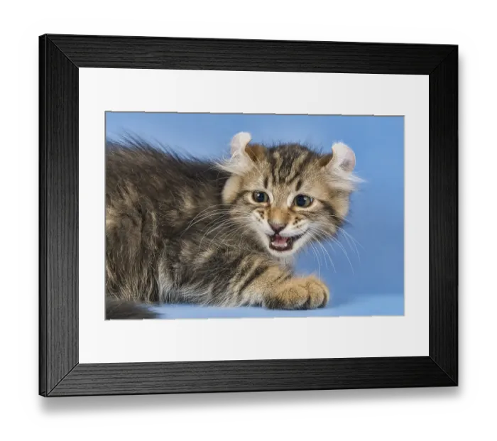 Framed Print : Breedcat American Curl (Felis silvestris catus) Framed Print : Breedcat American Curl (Felis silvestris catus)